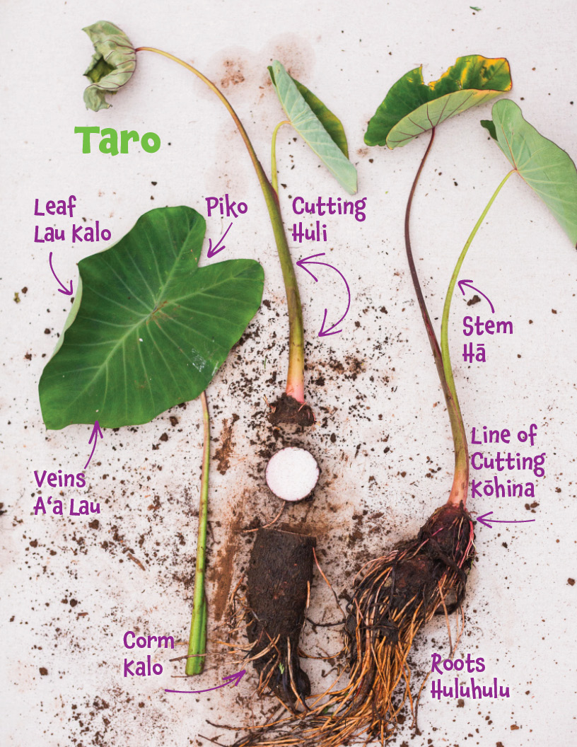 Taro – – Farm Keiki